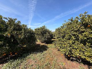 Terreno en venta en Almenara