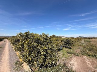 Terreno en venta en Almenara