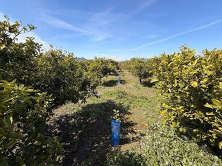 Terreno en venta en Almenara