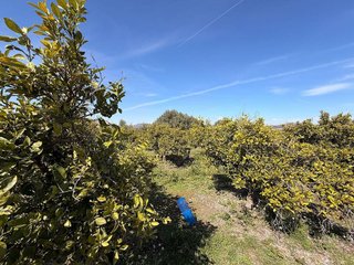 Terreno en venta en Almenara