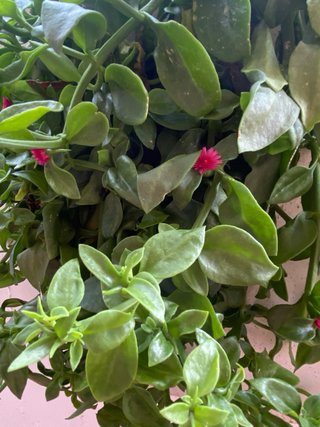 Succulenta Aptenia Cordifolia - 3 talee 10 cm