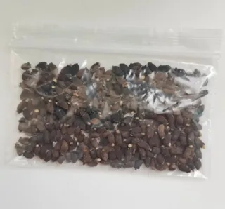 Semillas de Borraja