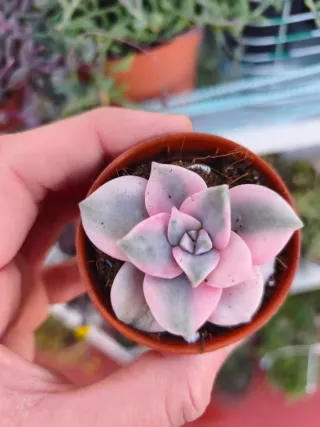 Graptopetalum snow White variegata 🇰🇷