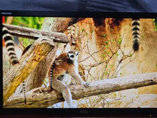 Pack 2 Monitores AOC