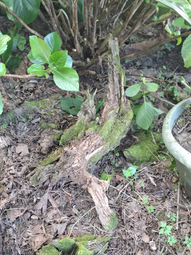 Raíces decorativas de piedra y madera