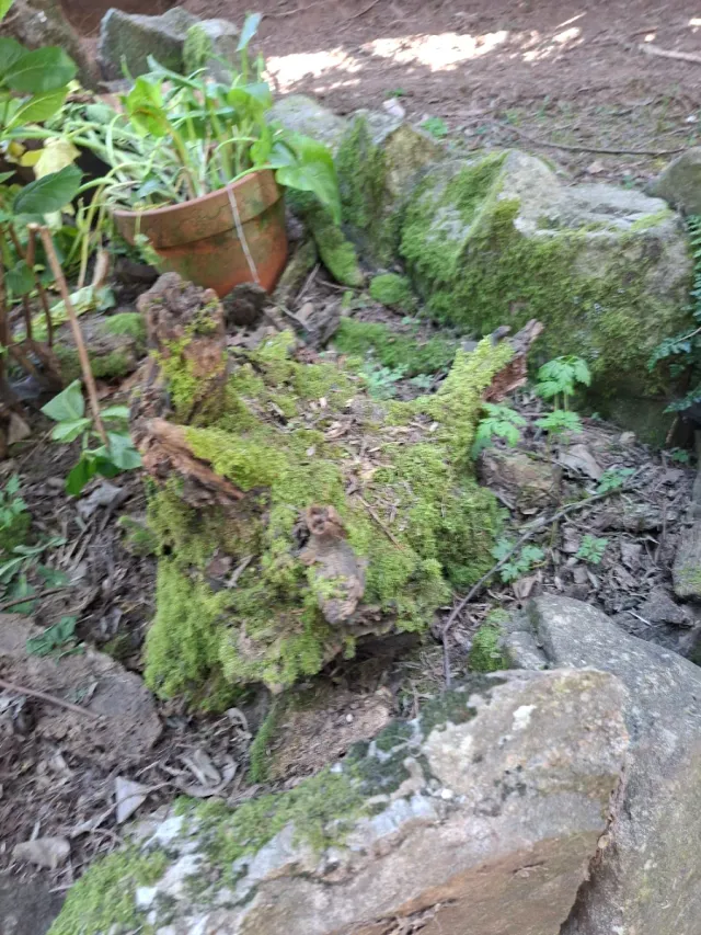 Raíces decorativas de piedra y madera