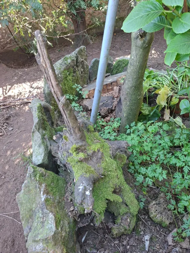 Raíces decorativas de piedra y madera