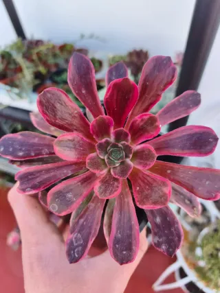 Aeonium Wendy dresss