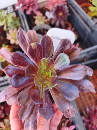Aeonium Big Bang plus
