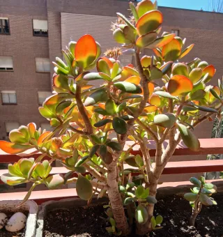 Árbol de Jade - Planta Suculenta