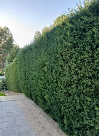 Jardinero particular