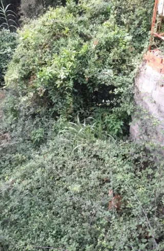 Jardinero particular