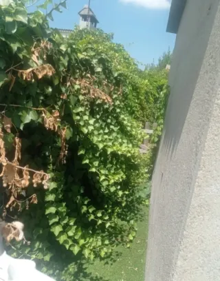 Jardinero particular