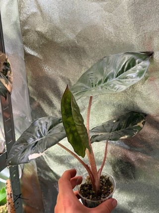 Baby Alocasia Yucatan Princess