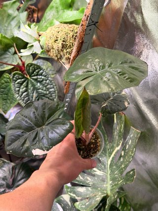 Baby Alocasia Yucatan Princess