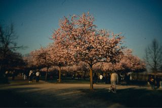 Obiettivo Canon RF Mount