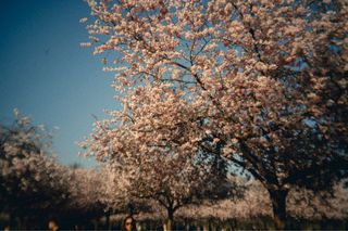 Obiettivo Canon RF Mount