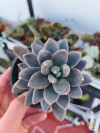 Echeveria chocolate star