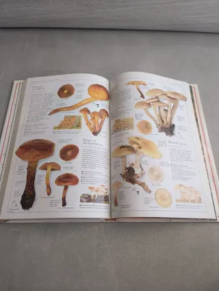 SETAS. THOMAS LAESSOE Y ANNA DEL CONTE. BLUME