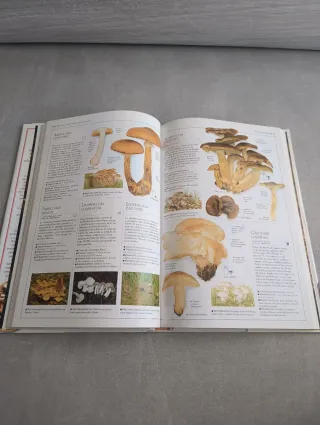 SETAS. THOMAS LAESSOE Y ANNA DEL CONTE. BLUME