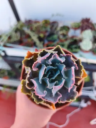 Echeveria neom break