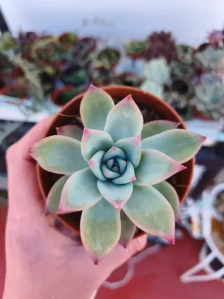 Echeveria colorata híbrido