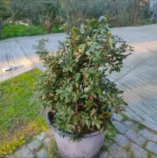 Plantas grande en maceta