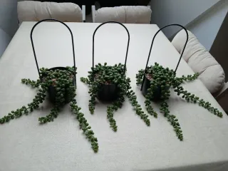 3 Macetas Colgantes con Planta Senecio