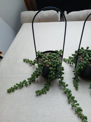 3 Macetas Colgantes con Planta Senecio