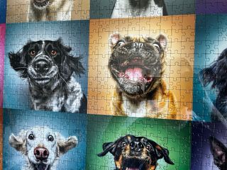 Puzzle Cuadro Perros Divertidos