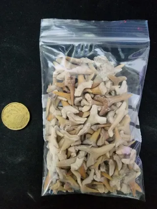 Denti Fossili Otodus Obliqus