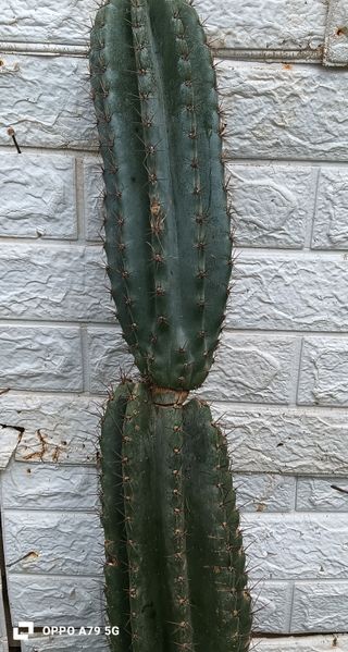 Cactus Cereus