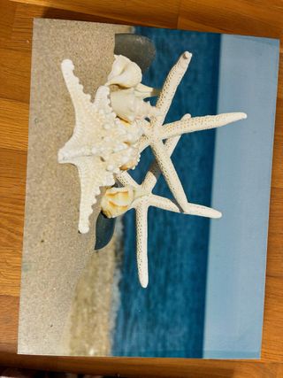 Cuadro Decorativo Conchas y Estrellas Marinas