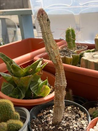Planta suculenta euphorbia variedgada
