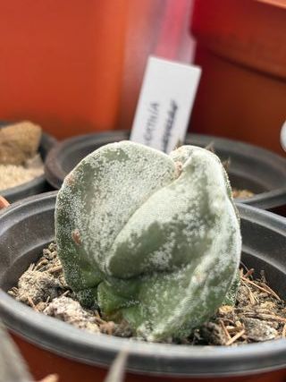 Planta Cactus Astrophytum