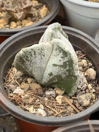 Planta Cactus Astrophytum