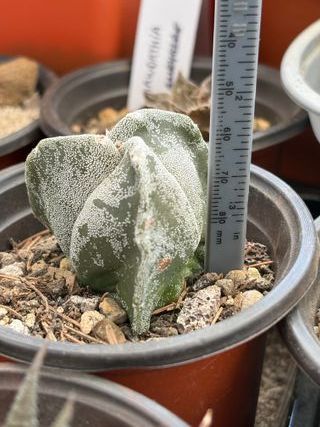Planta Cactus Astrophytum