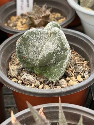 Planta Cactus Astrophytum