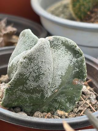Planta Cactus Astrophytum