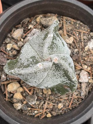 Planta Cactus Astrophytum