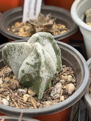 Planta Cactus Astrophytum