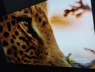 TV LG OLED evo 65 C4