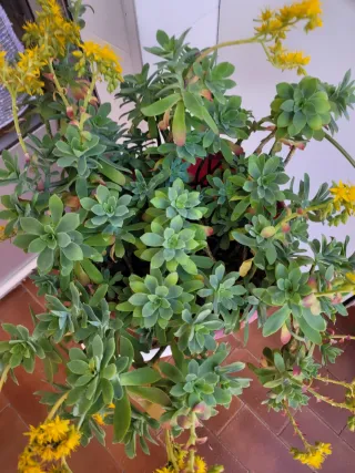 Planta Suculenta con Flores Amarillas