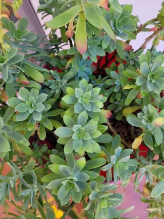 Planta Suculenta con Flores Amarillas