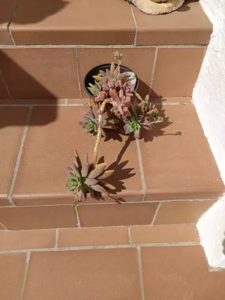 Planta Graptosedum Francesco Blaldi