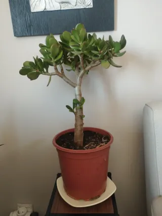 Bonito Arbol de Jade. Tipo bonsai.