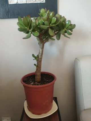 Bonito Arbol de Jade. Tipo bonsai.