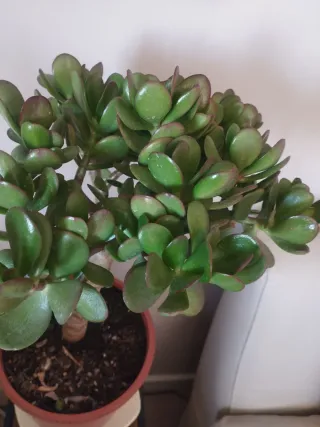 Bonito Arbol de Jade. Tipo bonsai.