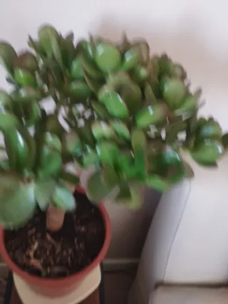 Bonito Arbol de Jade. Tipo bonsai.