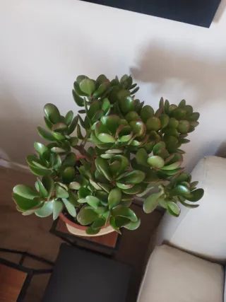 Bonito Arbol de Jade. Tipo bonsai.